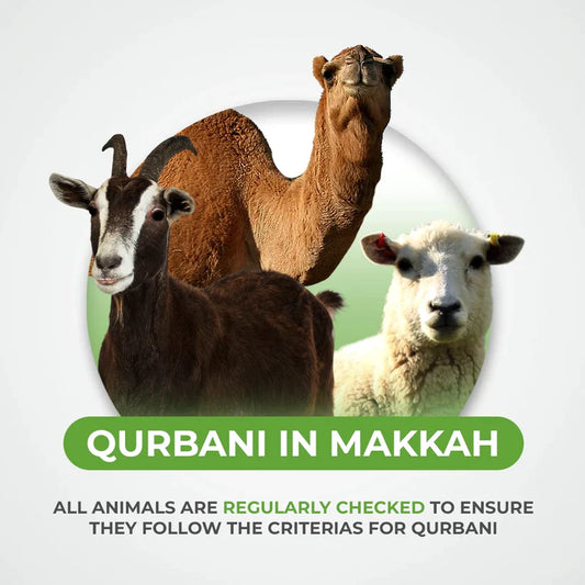 Goat, Sheep and Camel Qurbani / Sadaqah Jariyah